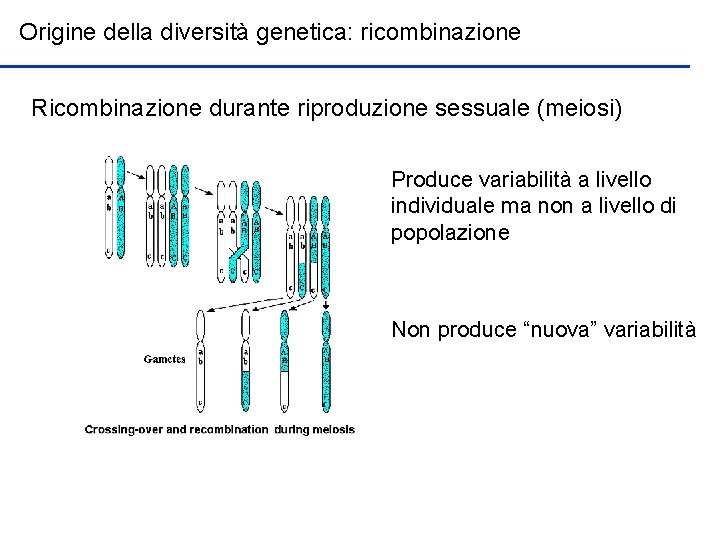 Origine della diversità genetica: ricombinazione Ricombinazione durante riproduzione sessuale (meiosi) Produce variabilità a livello