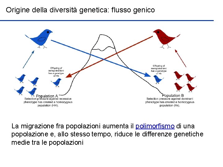 Origine della diversità genetica: flusso genico La migrazione fra popolazioni aumenta il polimorfismo di