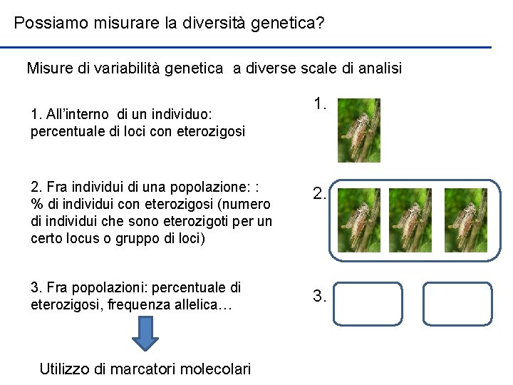 Possiamo misurare la diversità genetica? Misure di variabilità genetica a diverse scale di analisi