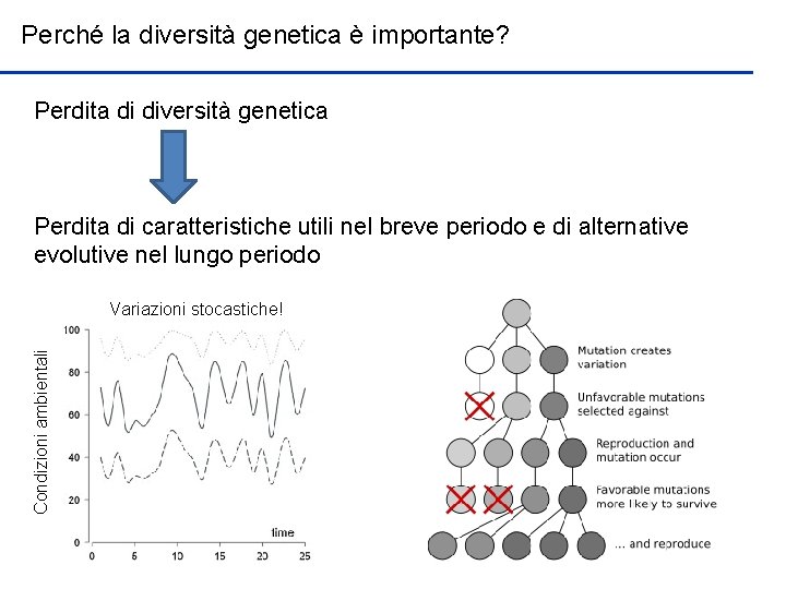 Perché la diversità genetica è importante? Perdita di diversità genetica Perdita di caratteristiche utili