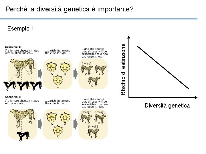 Perché la diversità genetica è importante? RIschio di estinzione Esempio 1 Diversità genetica 