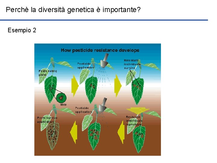 Perchè la diversità genetica è importante? Esempio 2 