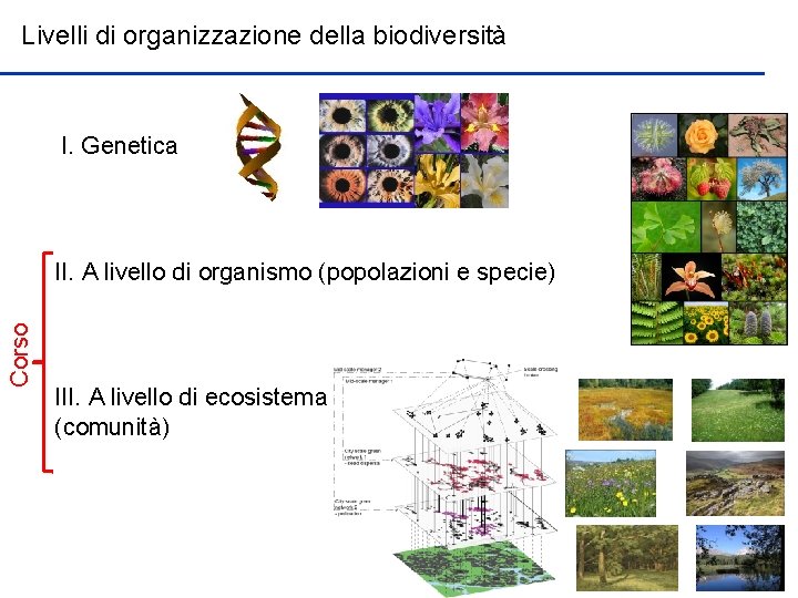 Livelli di organizzazione della biodiversità I. Genetica Corso II. A livello di organismo (popolazioni