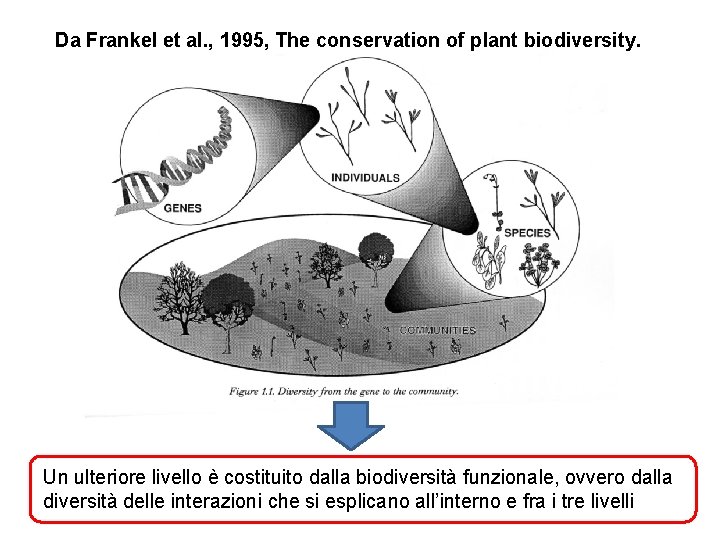 Da Frankel et al. , 1995, The conservation of plant biodiversity. Un ulteriore livello