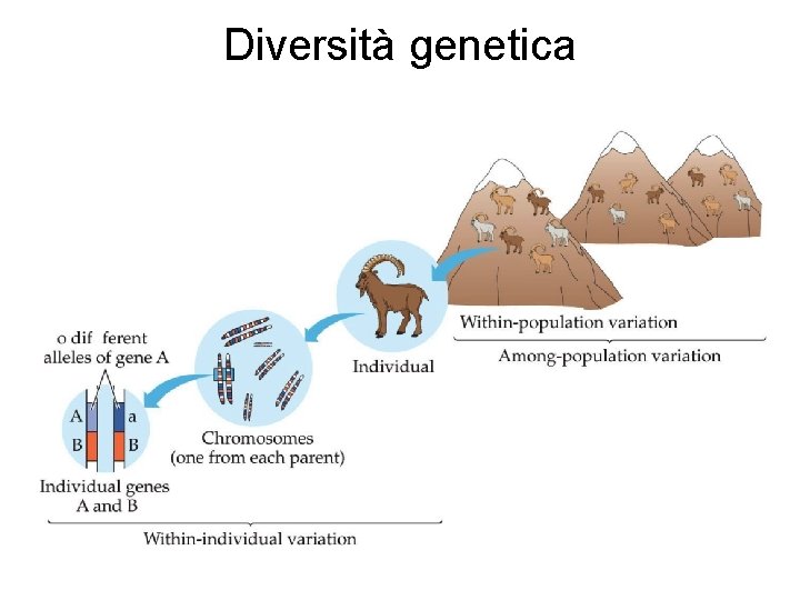 Diversità genetica 