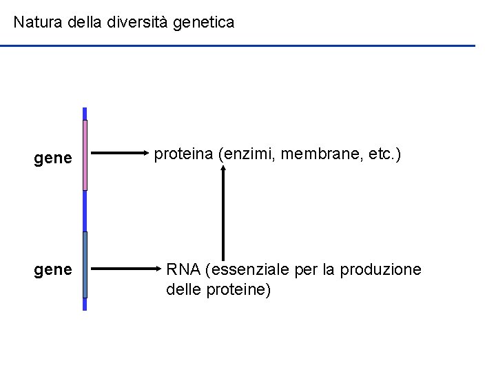 Natura della diversità genetica gene proteina (enzimi, membrane, etc. ) RNA (essenziale per la