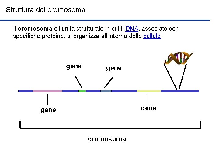 Struttura del cromosoma Il cromosoma è l'unità strutturale in cui il DNA, associato con
