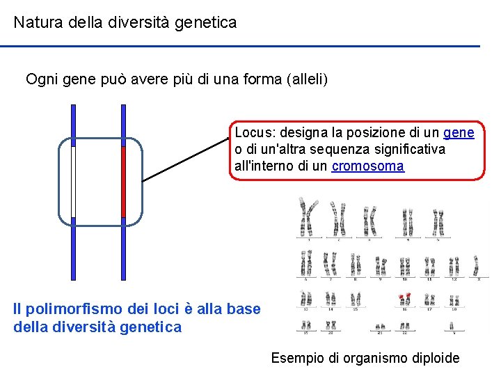 Natura della diversità genetica Ogni gene può avere più di una forma (alleli) Locus: