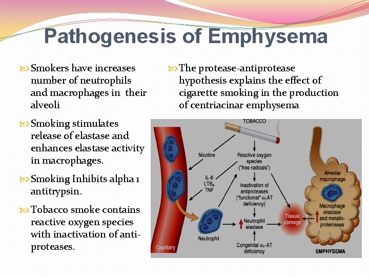 Pathogenesis of Emphysema Smokers have increases number of neutrophils and macrophages in their alveoli