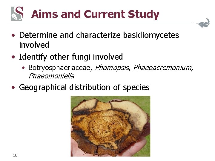 Aims and Current Study • Determine and characterize basidiomycetes involved • Identify other fungi