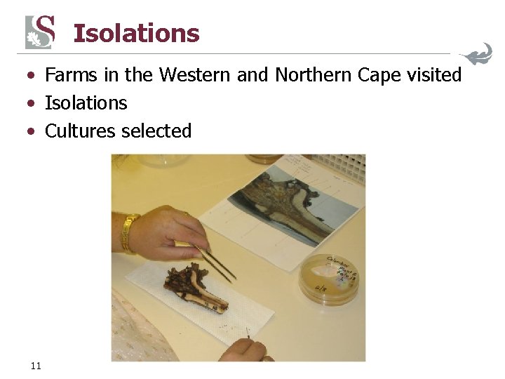Isolations • Farms in the Western and Northern Cape visited • Isolations • Cultures