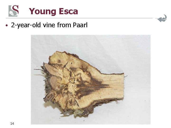 Young Esca • 2 -year-old vine from Paarl 14 