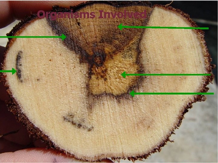 Organisms Involved 16 