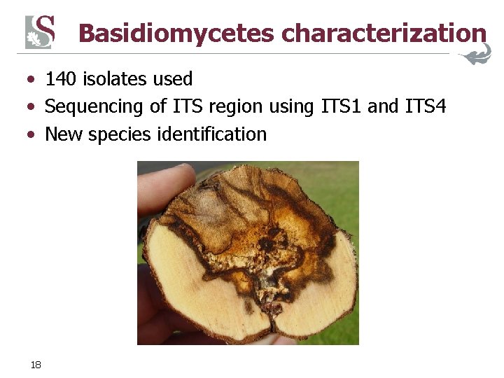 Basidiomycetes characterization • 140 isolates used • Sequencing of ITS region using ITS 1