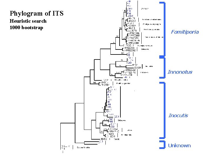 Phylogram of ITS Heuristic search 1000 bootstrap Fomitiporia Innonotus Inocutis Unknown 