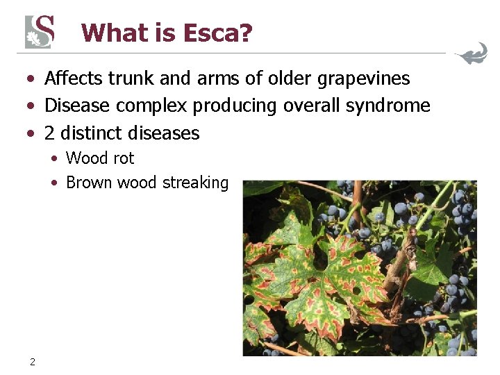 What is Esca? • Affects trunk and arms of older grapevines • Disease complex