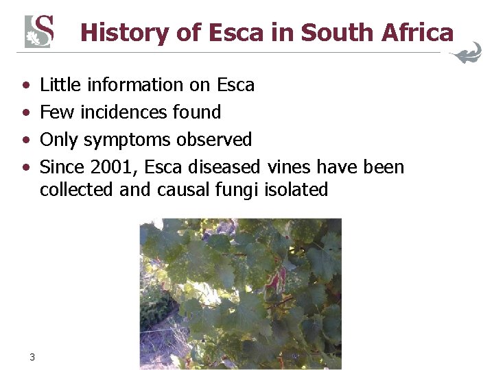 History of Esca in South Africa • • 3 Little information on Esca Few