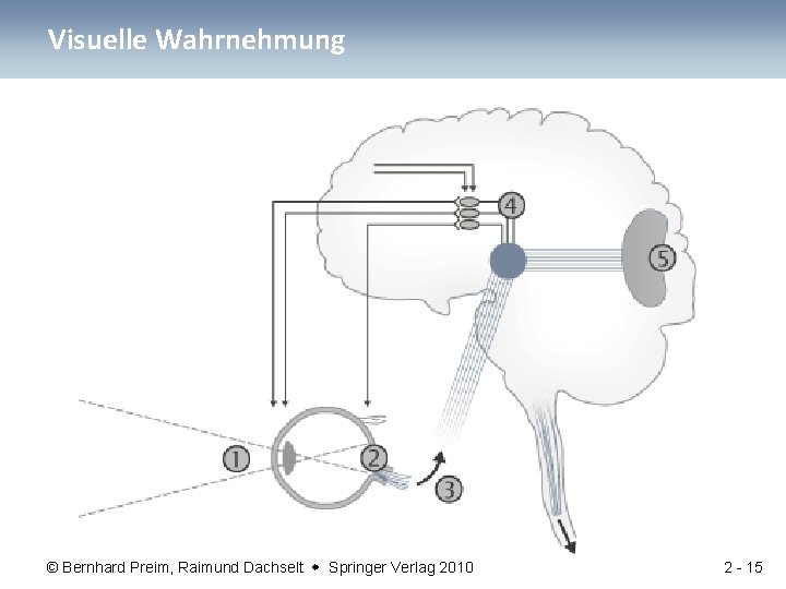 Visuelle Wahrnehmung © Bernhard Preim, Raimund Dachselt Springer Verlag 2010 2 - 15 