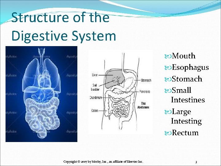 Structure of the Digestive System Mouth Esophagus Stomach Small Intestines Large Intesting Rectum Copyright