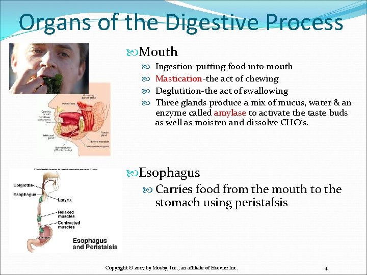 Organs of the Digestive Process Mouth Ingestion-putting food into mouth Mastication-the act of chewing