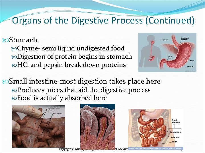 Organs of the Digestive Process (Continued) Stomach Chyme- semi liquid undigested food Digestion of