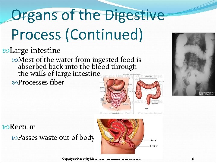 Organs of the Digestive Process (Continued) Large intestine Most of the water from ingested