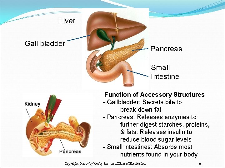 Liver Gall bladder Pancreas Small Intestine Function of Accessory Structures - Gallbladder: Secrets bile