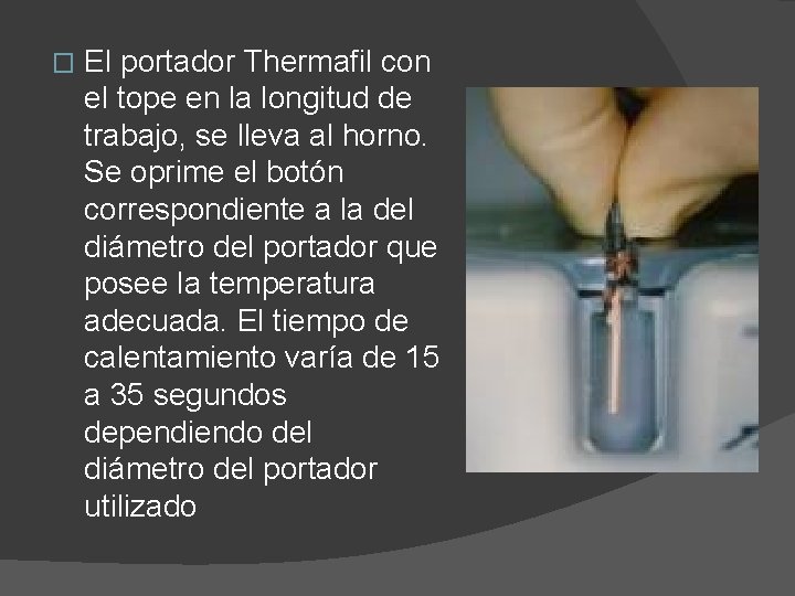 � El portador Thermafil con el tope en la longitud de trabajo, se lleva