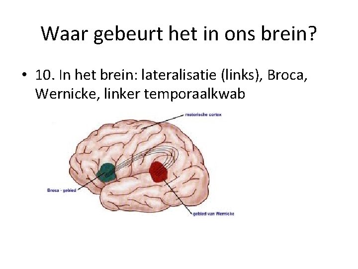 Waar gebeurt het in ons brein? • 10. In het brein: lateralisatie (links), Broca,