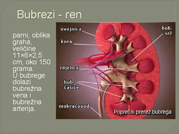 Bubrezi - ren parni, oblika graha, veličine 11× 6× 2, 5 cm, oko 150