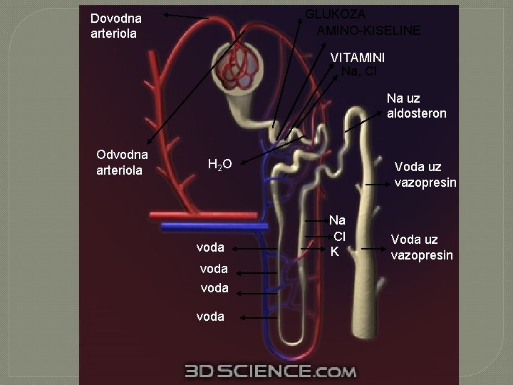 GLUKOZA AMINO-KISELINE Dovodna arteriola VITAMINI Na, Cl Na uz aldosteron Odvodna arteriola H 2