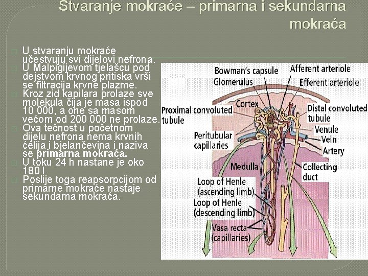 Stvaranje mokraće – primarna i sekundarna mokraća � � � U stvaranju mokraće učestvuju