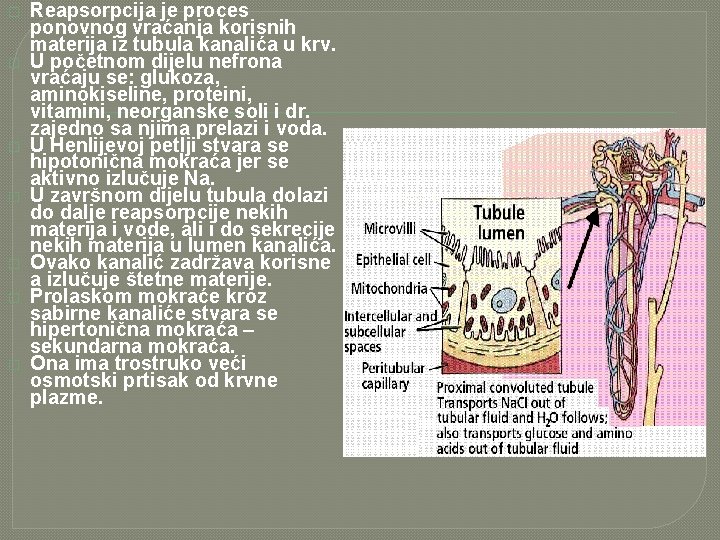 � � � � Reapsorpcija je proces ponovnog vraćanja korisnih materija iz tubula kanalića