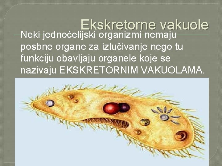  Ekskretorne vakuole Neki jednoćelijski organizmi nemaju posbne organe za izlučivanje nego tu funkciju