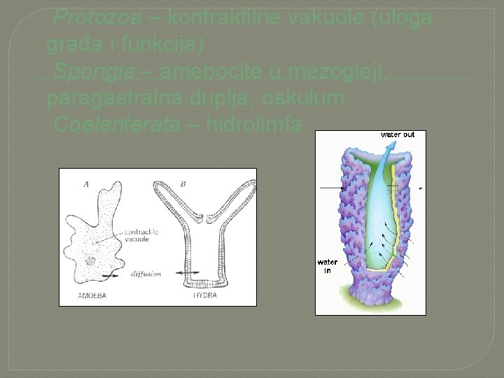  Protozoa – kontraktilne vakuole (uloga, građa i funkcija) Spongia – amebocite u mezogleji,