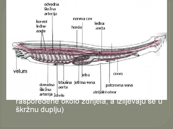  Amfioksus (protonefridije u parovima raspoređene okolo ždrijela, a izlijevaju se u škržnu duplju)