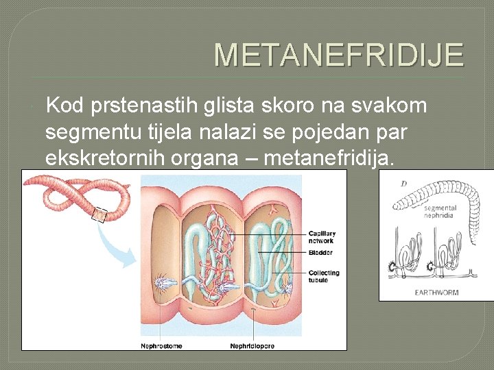 METANEFRIDIJE Kod prstenastih glista skoro na svakom segmentu tijela nalazi se pojedan par ekskretornih