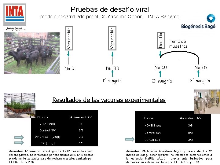 Pruebas de desafío viral Vacunación Desafío modelo desarrollado por el Dr. Anselmo Odeón –