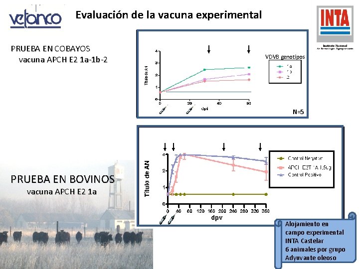 Evaluación de la vacuna experimental PRUEBA EN COBAYOS vacuna APCH E 2 1 a-1