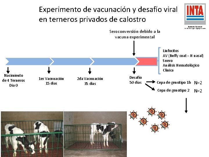 Experimento de vacunación y desafío viral en terneros privados de calostro Seroconversión debido a