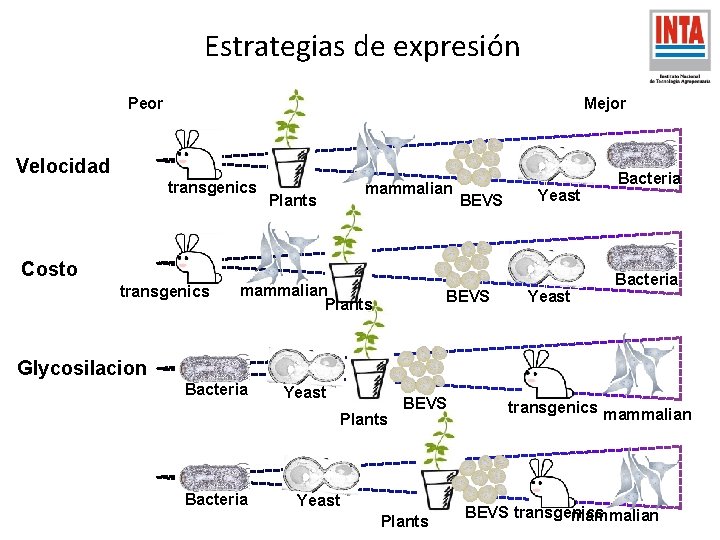 Estrategias de expresión Peor Mejor Velocidad transgenics Plants mammalian BEVS Yeast Costo transgenics mammalian