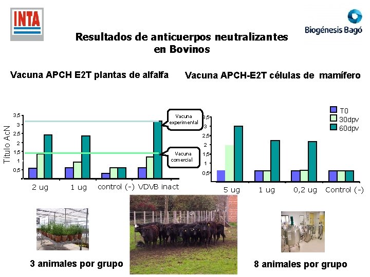 Resultados de anticuerpos neutralizantes en Bovinos Vacuna APCH E 2 T plantas de alfalfa