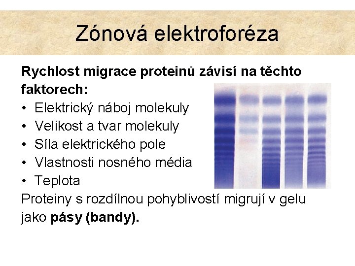 Zónová elektroforéza Rychlost migrace proteinů závisí na těchto faktorech: • Elektrický náboj molekuly •