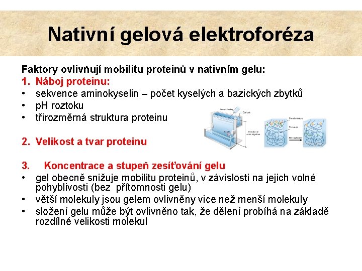 Nativní gelová elektroforéza Faktory ovlivňují mobilitu proteinů v nativním gelu: 1. Náboj proteinu: •