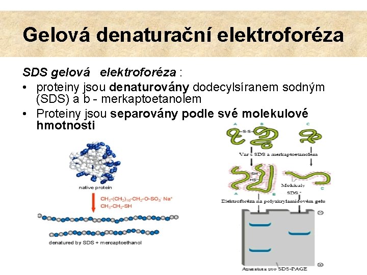 Gelová denaturační elektroforéza SDS gelová elektroforéza : • proteiny jsou denaturovány dodecylsíranem sodným (SDS)