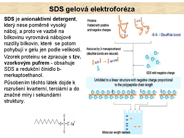 SDS gelová elektroforéza SDS je anionaktivní detergent, který nese poměrně vysoký náboj, a proto