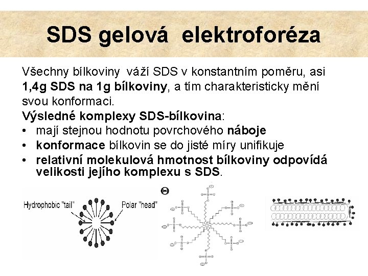 SDS gelová elektroforéza Všechny bílkoviny váží SDS v konstantním poměru, asi 1, 4 g