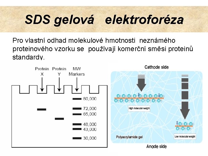 SDS gelová elektroforéza Pro vlastní odhad molekulové hmotnosti neznámého proteinového vzorku se používají komerční