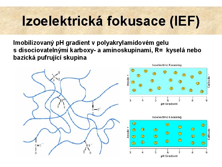 Izoelektrická fokusace (IEF) Imobilizovaný p. H gradient v polyakrylamidovém gelu s disociovatelnými karboxy- a