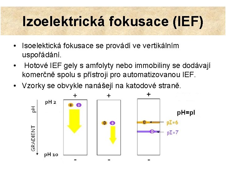 Izoelektrická fokusace (IEF) • Isoelektická fokusace se provádí ve vertikálním uspořádání. • Hotové IEF